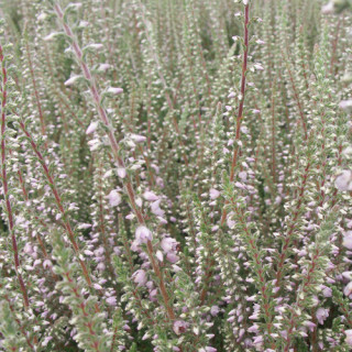 Plantes Vivaces CALLUNA vulgaris 'Silver Knight' - Callune en vente - Bruyère commune en vente - Pépinière Lepage .