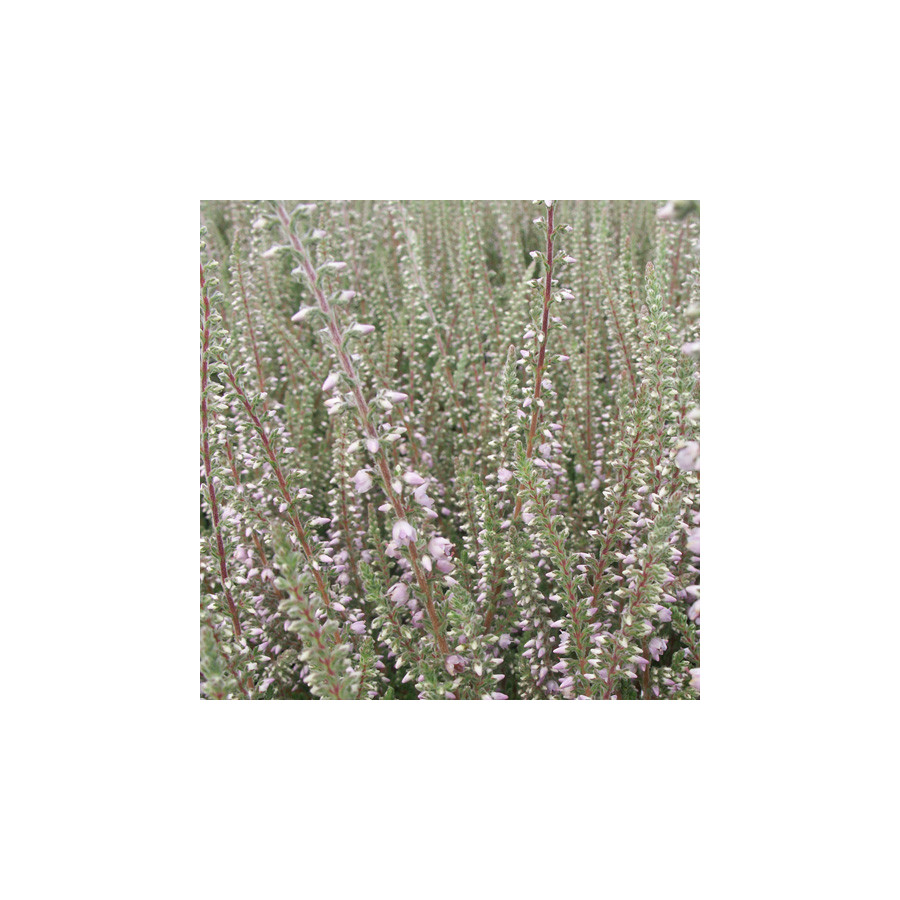 Plantes Vivaces CALLUNA vulgaris 'Silver Knight' - Callune en vente - Bruyère commune en vente - Pépinière Lepage .