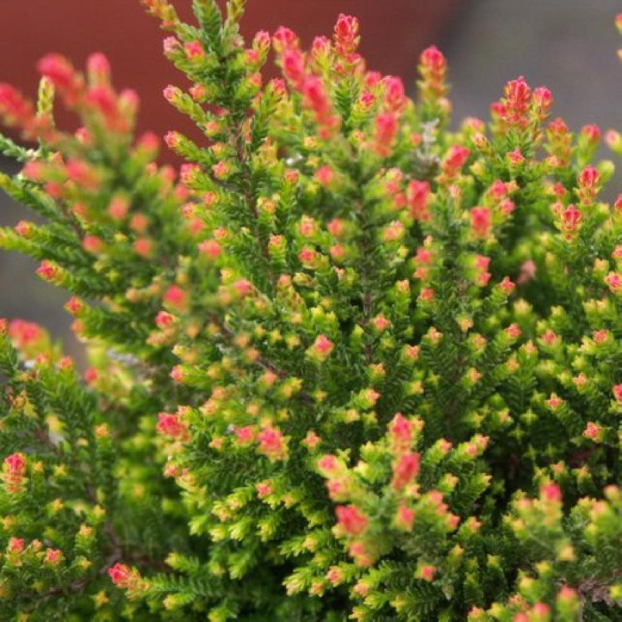 Plantes Vivaces CALLUNA vulgaris 'Spring torch'  - Callune en vente - Bruyère commune en vente - Pépinière Lepage .