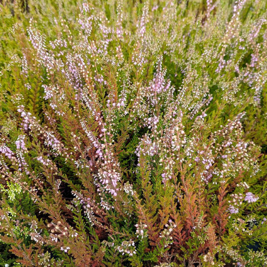 Plantes Vivaces CALLUNA vulgaris 'Spring torch'  - Callune en vente - Bruyère commune en vente - Pépinière Lepage .