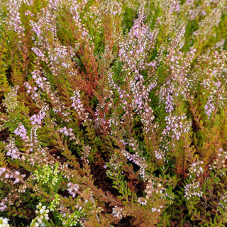Plantes Vivaces CALLUNA vulgaris 'Spring torch'  - Callune en vente - Bruyère commune en vente - Pépinière Lepage .