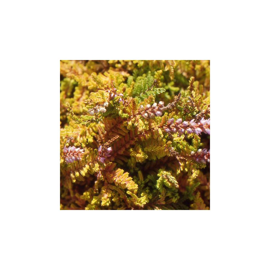 Plantes Vivaces CALLUNA vulgaris 'Wickwar Flame' - Callune en vente - Bruyère commune en vente - Pépinière Lepage .