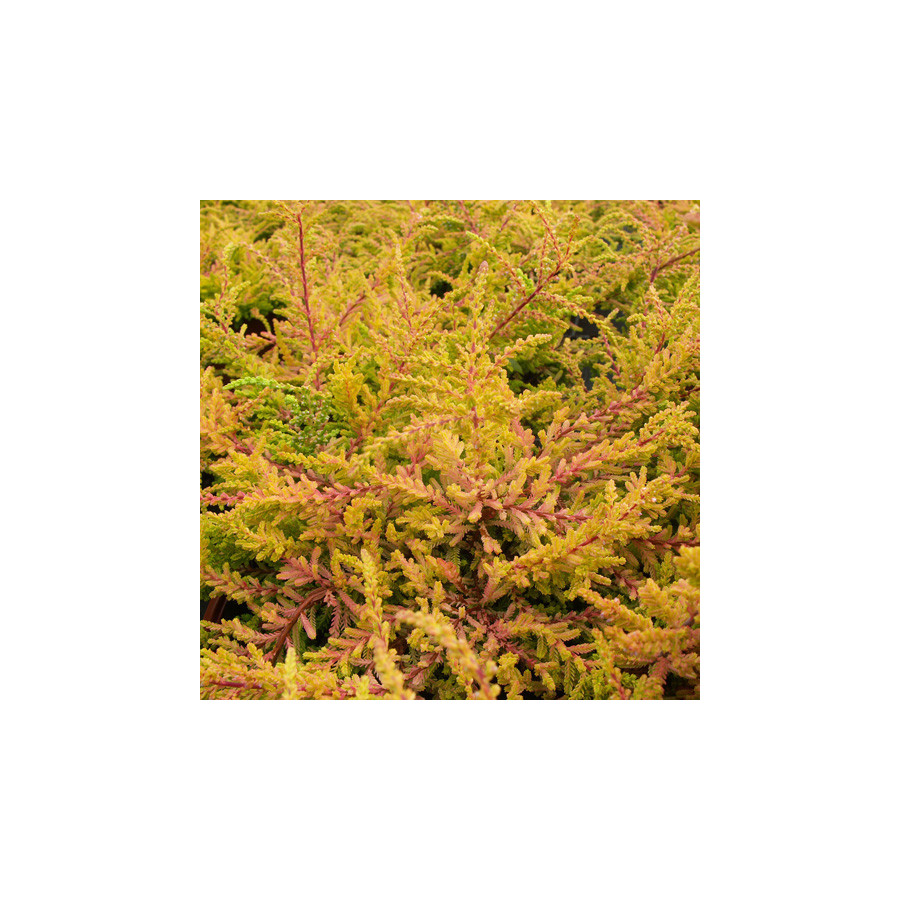 Plantes Vivaces CALLUNA vulgaris 'Wickwar Flame' - Callune en vente - Bruyère commune en vente - Pépinière Lepage .