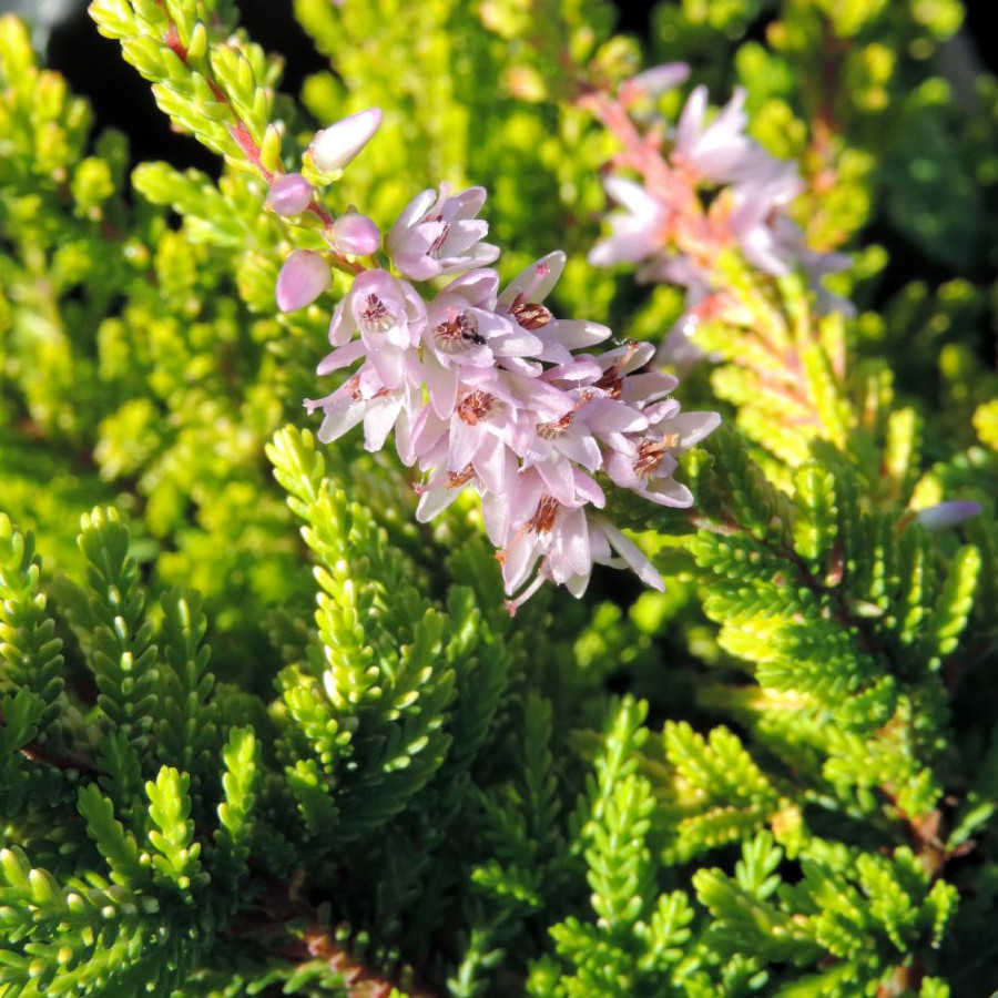 Plantes Vivaces CALLUNA vulgaris 'Winter Chocolate' - Callune - Bruyère commune en vente - Pépinière Lepage .