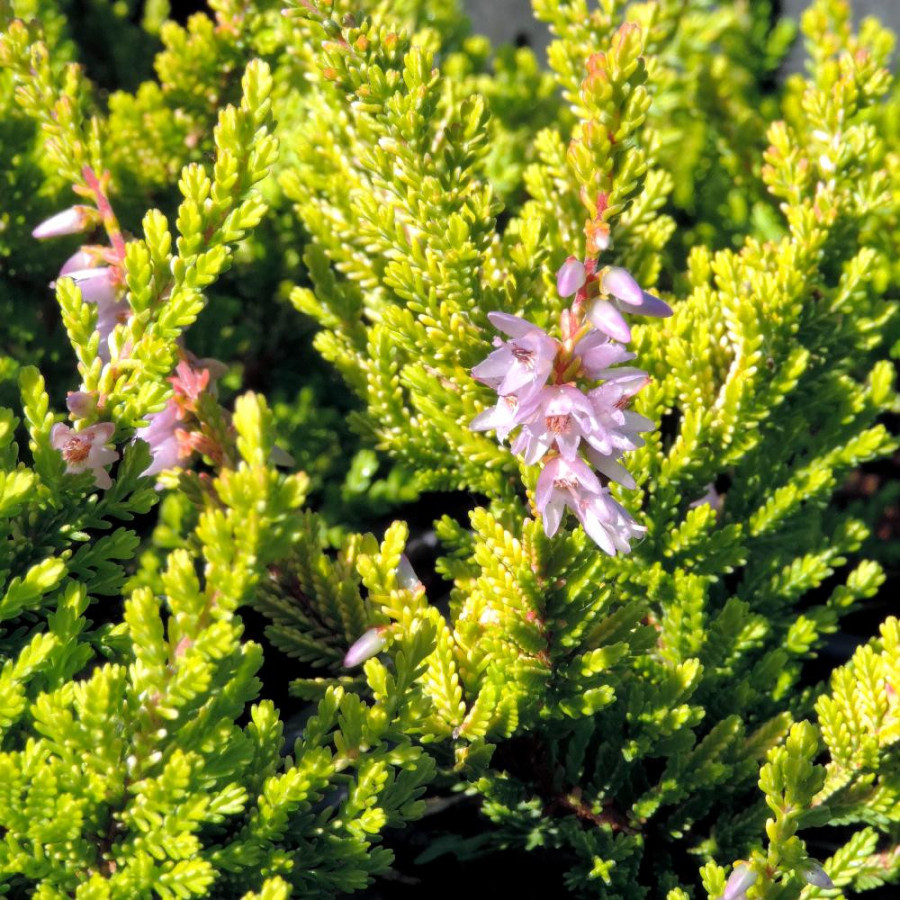 Plantes Vivaces CALLUNA vulgaris 'Winter Chocolate' - Callune - Bruyère commune en vente - Pépinière Lepage .