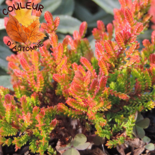 Plantes Vivaces CALLUNA vulgaris 'Winter Chocolate' - Callune - Bruyère commune en vente - Pépinière Lepage .