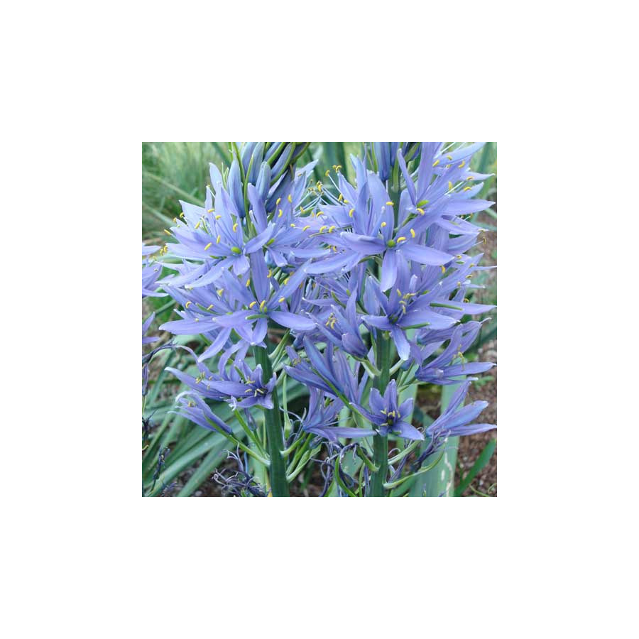 Plantes Vivaces CAMASSIA cusickii - Quamash en vente - Pépinière Lepage .