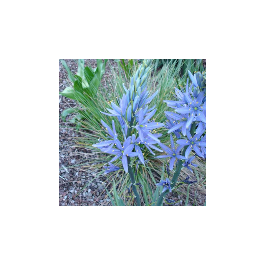 Plantes Vivaces CAMASSIA cusickii - Quamash en vente - Pépinière Lepage .