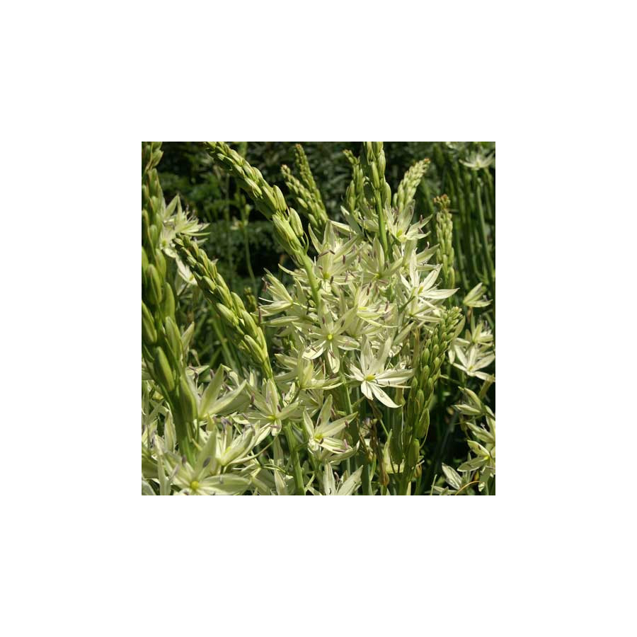 Plantes Vivaces CAMASSIA leichtlinii 'Alba' - Quamash en vente - Pépinière Lepage .