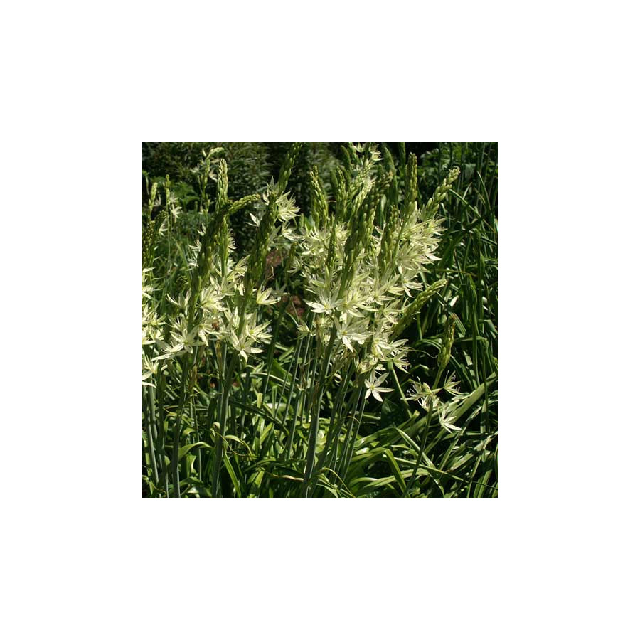 Plantes Vivaces CAMASSIA leichtlinii 'Alba' - Quamash en vente - Pépinière Lepage .