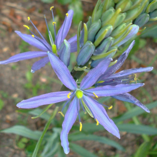 Plantes Vivaces CAMASSIA leichtlinii 'Caerulea' - Quamash en vente - Pépinière Lepage .