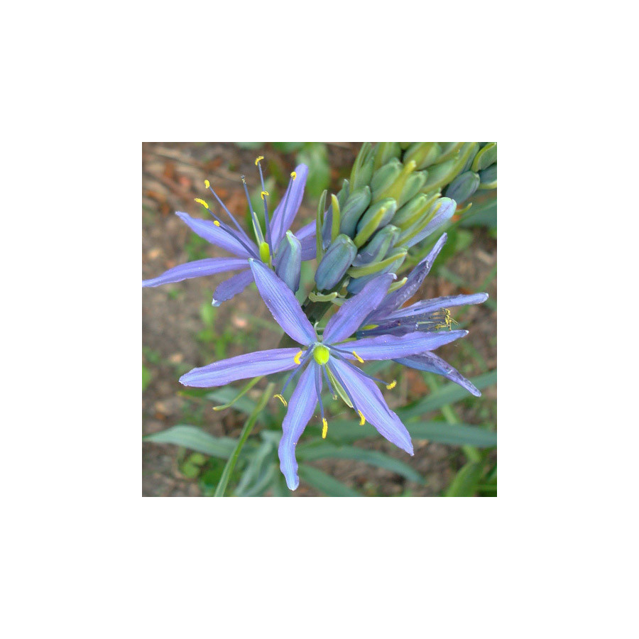Plantes Vivaces CAMASSIA leichtlinii 'Caerulea' - Quamash en vente - Pépinière Lepage .