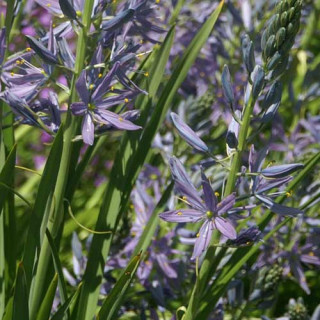 Plantes Vivaces CAMASSIA leichtlinii 'Caerulea' - Quamash en vente - Pépinière Lepage .