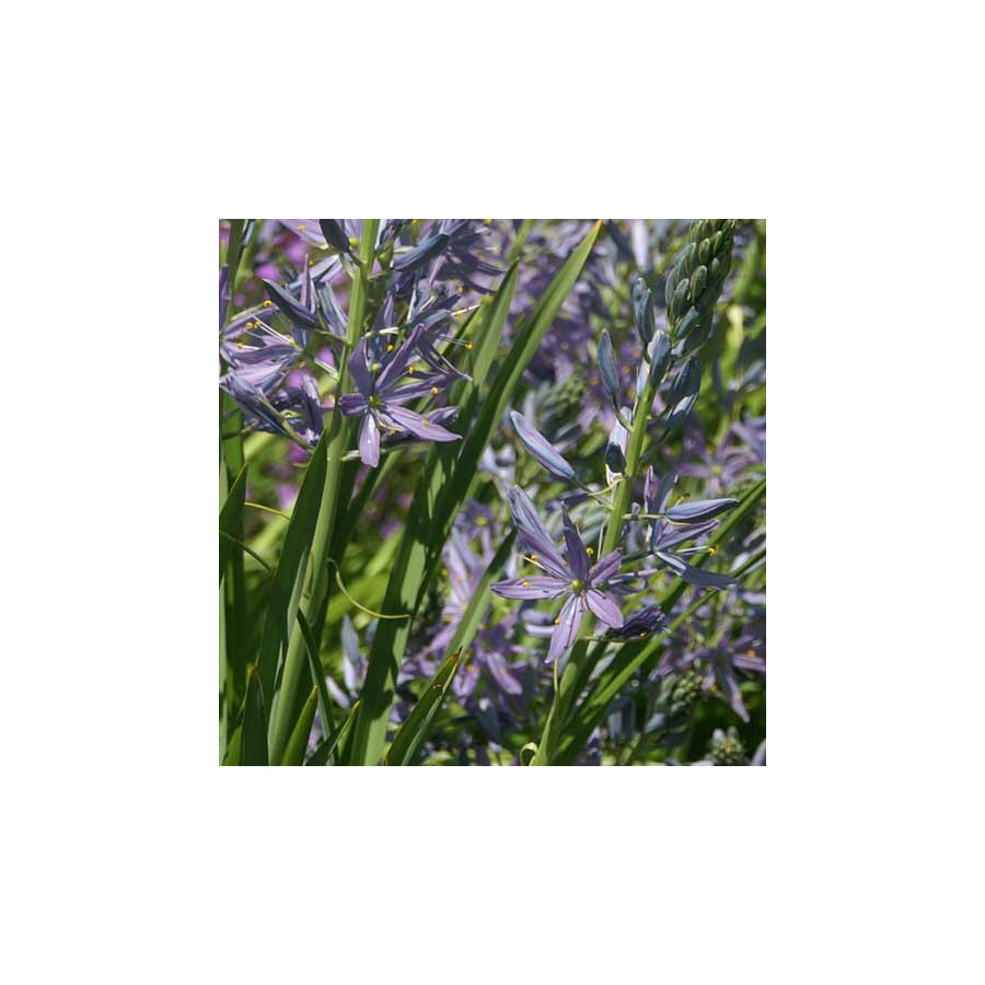 Plantes Vivaces CAMASSIA leichtlinii 'Caerulea' - Quamash en vente - Pépinière Lepage .