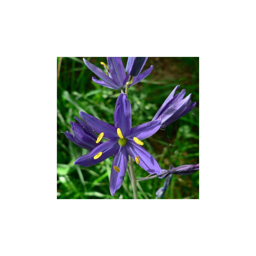 Plantes Vivaces CAMASSIA quamash  - Quamash en vente - Jacinthe des Indiens en vente - Pépinière Lepage .