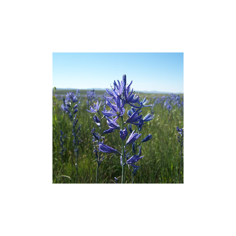 Plantes Vivaces CAMASSIA quamash  - Quamash en vente - Jacinthe des Indiens en vente - Pépinière Lepage .