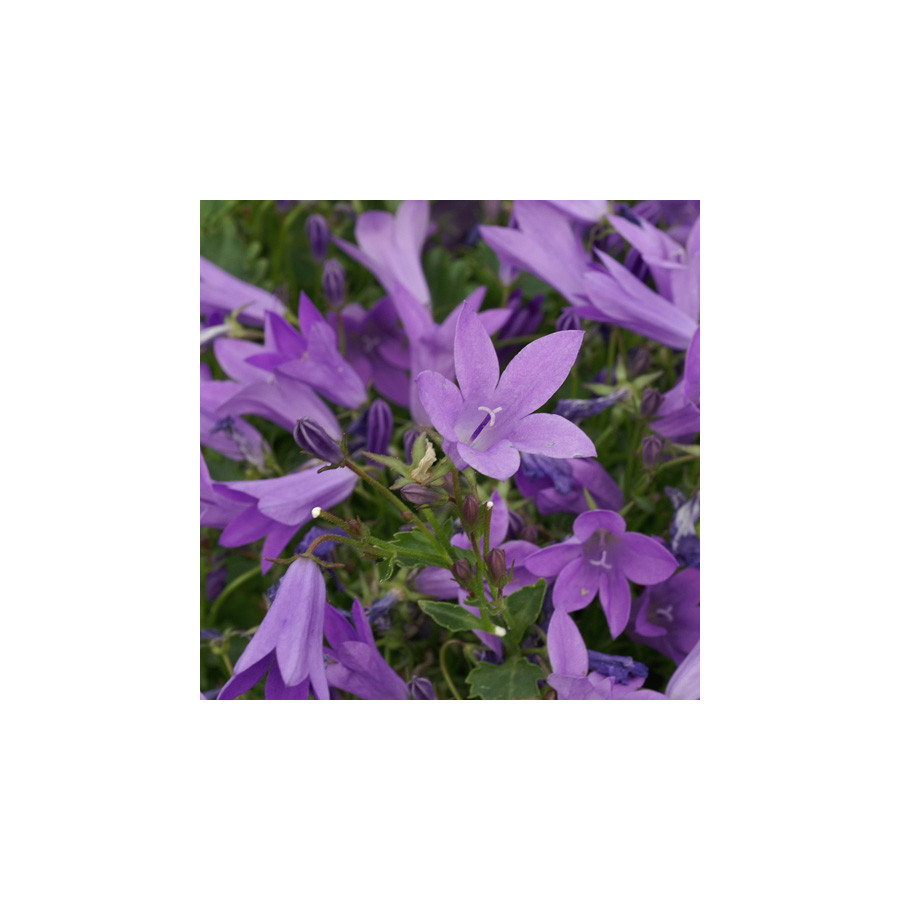 Plantes Vivaces CAMPANULA 'Birch Hybrid' - Campanule naine de rocaille en vente - Pépinière Lepage .
