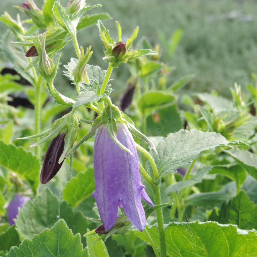 Plantes Vivaces CAMPANULA 'Sarastro' - Campanule en vente - Pépinière Lepage .