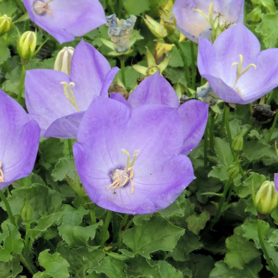 Plantes Vivaces CAMPANULA carpatica - Campanule naine des Carpates en vente - Pépinière Lepage .