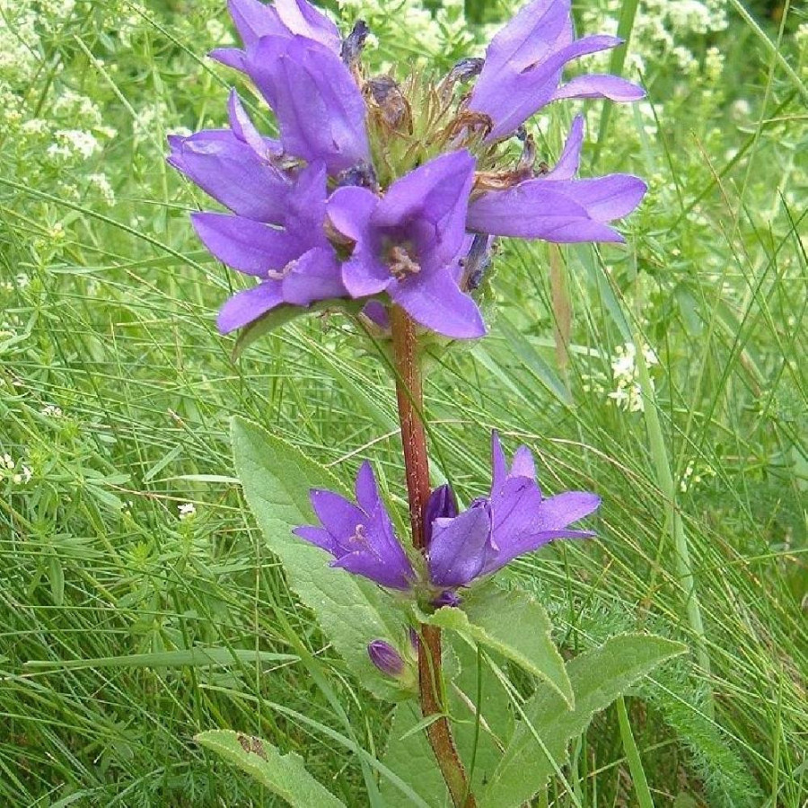 Plantes Vivaces CAMPANULA glomerata 'Speciosa' - Campanule à Bouquets en vente - Pépinière Lepage .