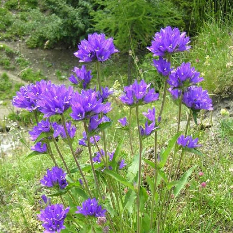 Plantes Vivaces CAMPANULA glomerata 'Speciosa' - Campanule à Bouquets en vente - Pépinière Lepage .
