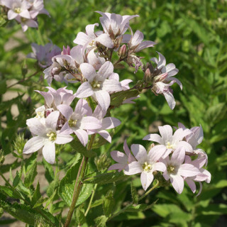 Plantes Vivaces CAMPANULA lactiflora 'Loddon Anna' - Campanule en vente - Pépinière Lepage .