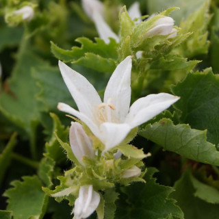Plantes Vivaces CAMPANULA poscharskyana 'Schneeranke' - Campanule des murets en vente - Pépinière Lepage .