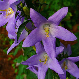 CAMPANULA pyramidalis