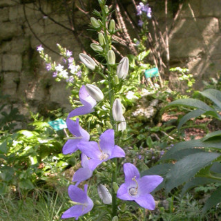 Plantes Vivaces CAMPANULA pyramidalis - Campanule pyramidale en vente - Pépinière Lepage .