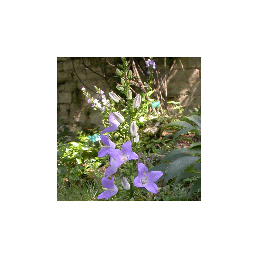 Plantes Vivaces CAMPANULA pyramidalis - Campanule pyramidale en vente - Pépinière Lepage .