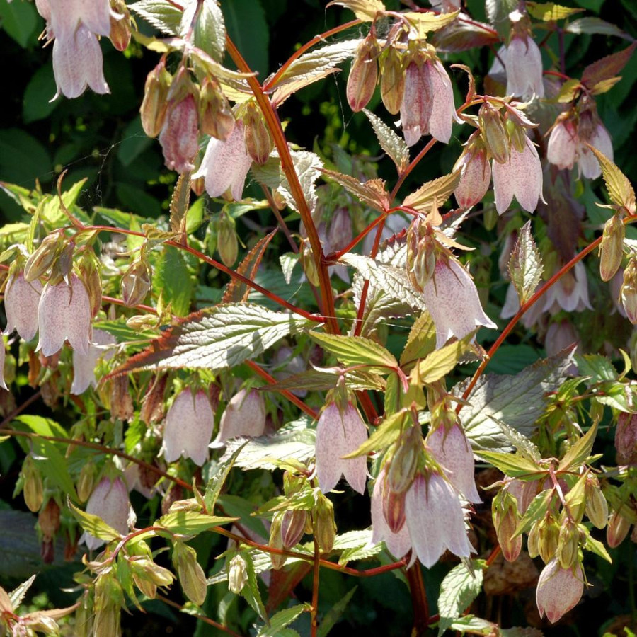 Plantes Vivaces CAMPANULA takesimana - Campanule en vente - Pépinière Lepage .