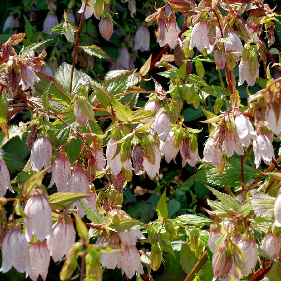 Plantes Vivaces CAMPANULA takesimana - Campanule en vente - Pépinière Lepage .