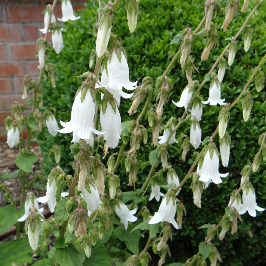 Plantes Vivaces CAMPANULA takesimana 'Alba' - Campanule en vente - Pépinière Lepage .