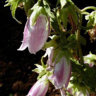 Plantes Vivaces CAMPANULA takesimana 'Elizabeth' - Campanule en vente - Pépinière Lepage .