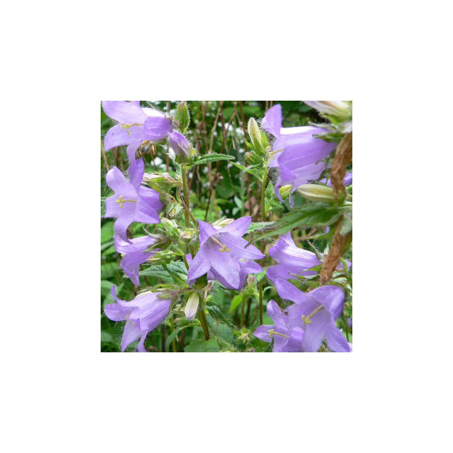 Plantes Vivaces CAMPANULA trachelium - Campanule gantelée en vente - Pépinière Lepage .