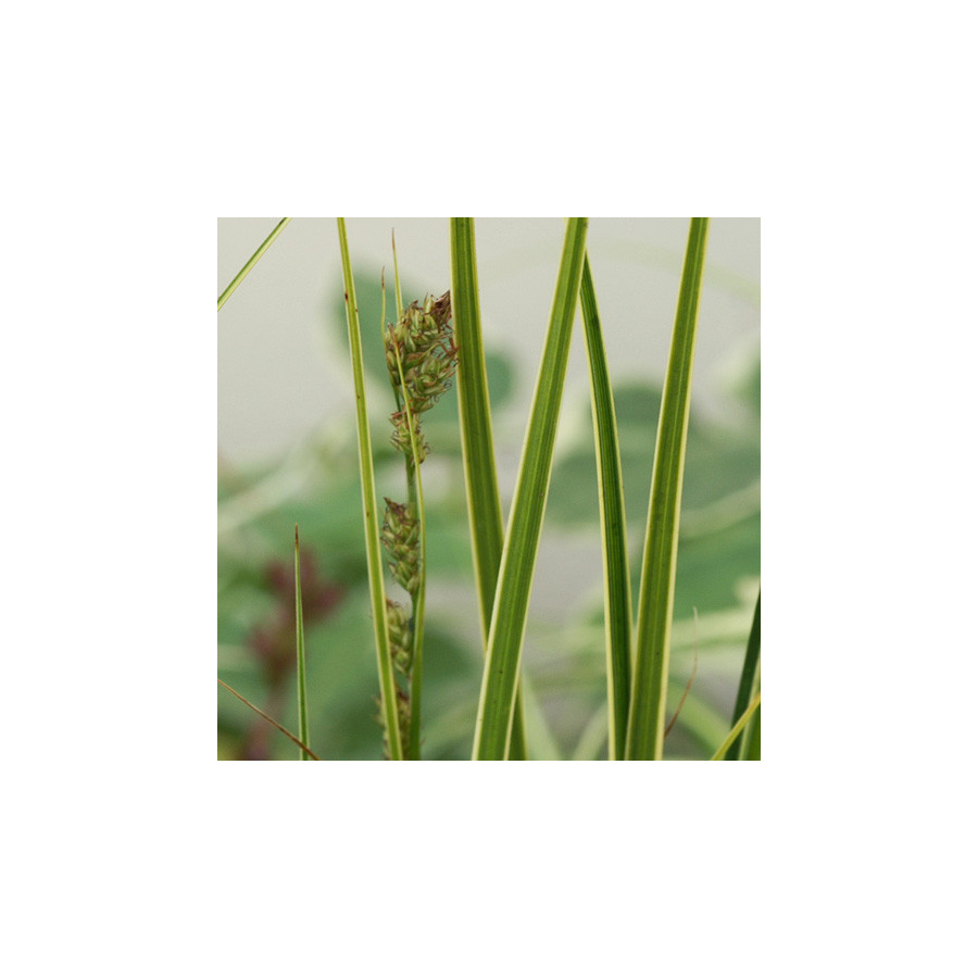 Plantes Vivaces CAREX brunnea 'Variegata' - Laîche en vente - Pépinière Lepage .