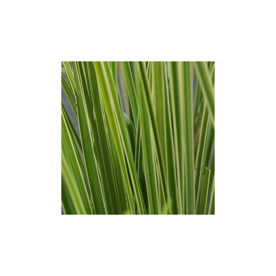 Plantes Vivaces CAREX brunnea 'Variegata' - Laîche en vente - Pépinière Lepage .