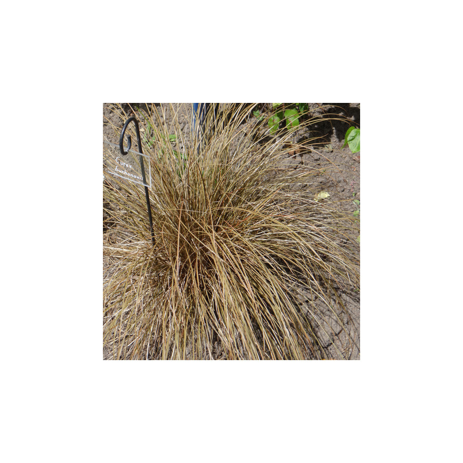 Plantes Vivaces CAREX buchananii - Laîche de Buchanan en vente - Pépinière Lepage .