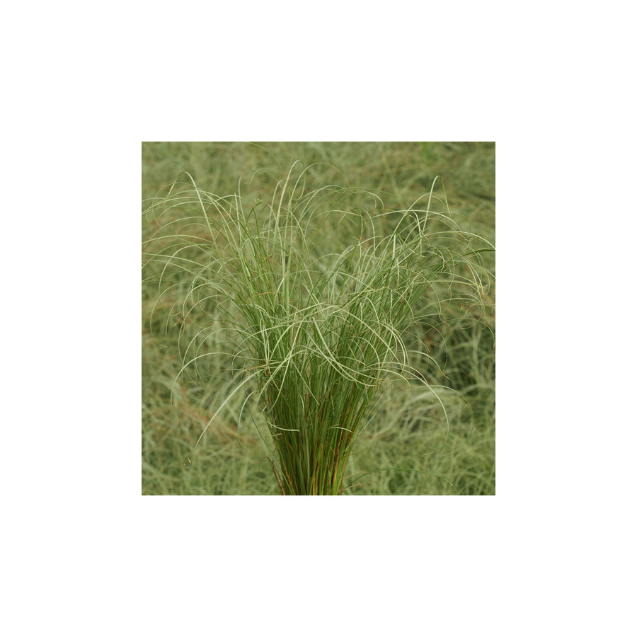 Plantes Vivaces CAREX comans - Laîche en vente - Pépinière Lepage .