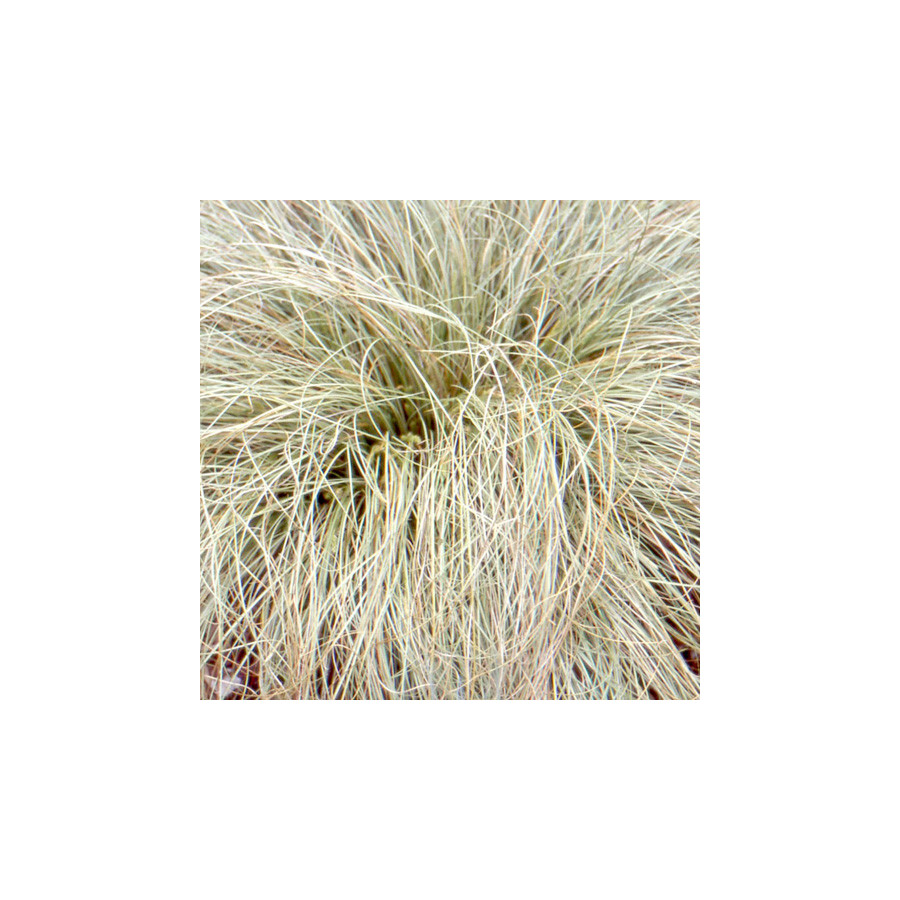 Plantes Vivaces CAREX comans 'Frosted Curls' - Laîche en vente - Pépinière Lepage .