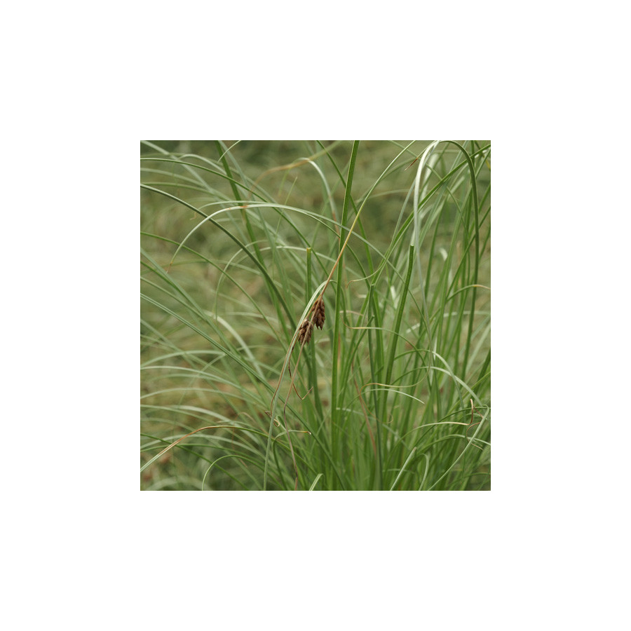 Plantes Vivaces CAREX comans 'Frosted Curls' - Laîche en vente - Pépinière Lepage .
