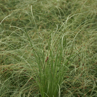 Plantes Vivaces CAREX comans 'Frosted Curls' - Laîche en vente - Pépinière Lepage .