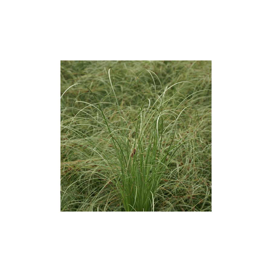 Plantes Vivaces CAREX comans 'Frosted Curls' - Laîche en vente - Pépinière Lepage .