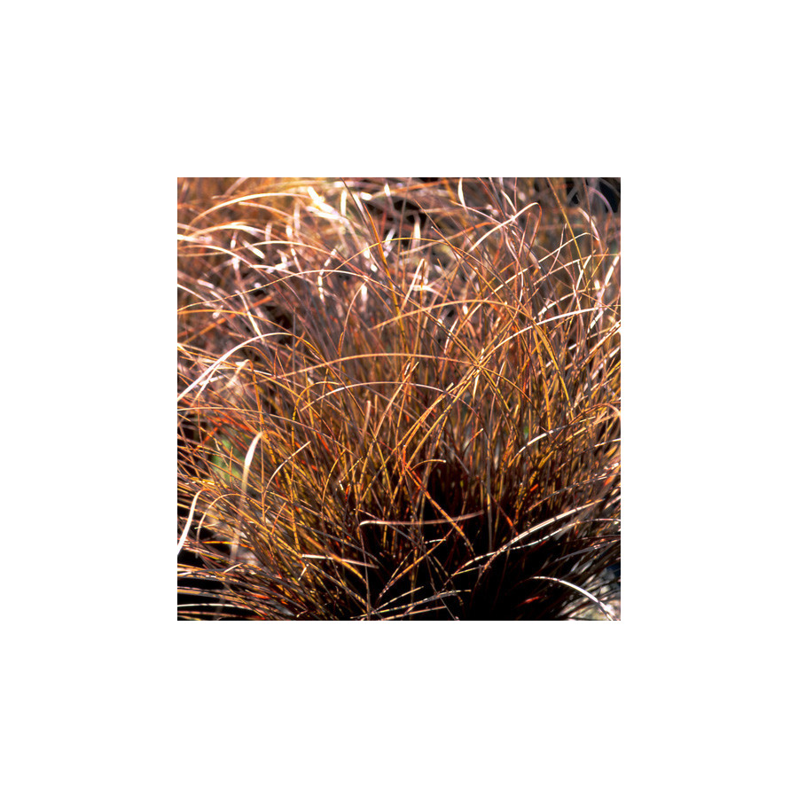 Plantes Vivaces CAREX comans 'Kupferflamme' - Laîche en vente - Pépinière Lepage .