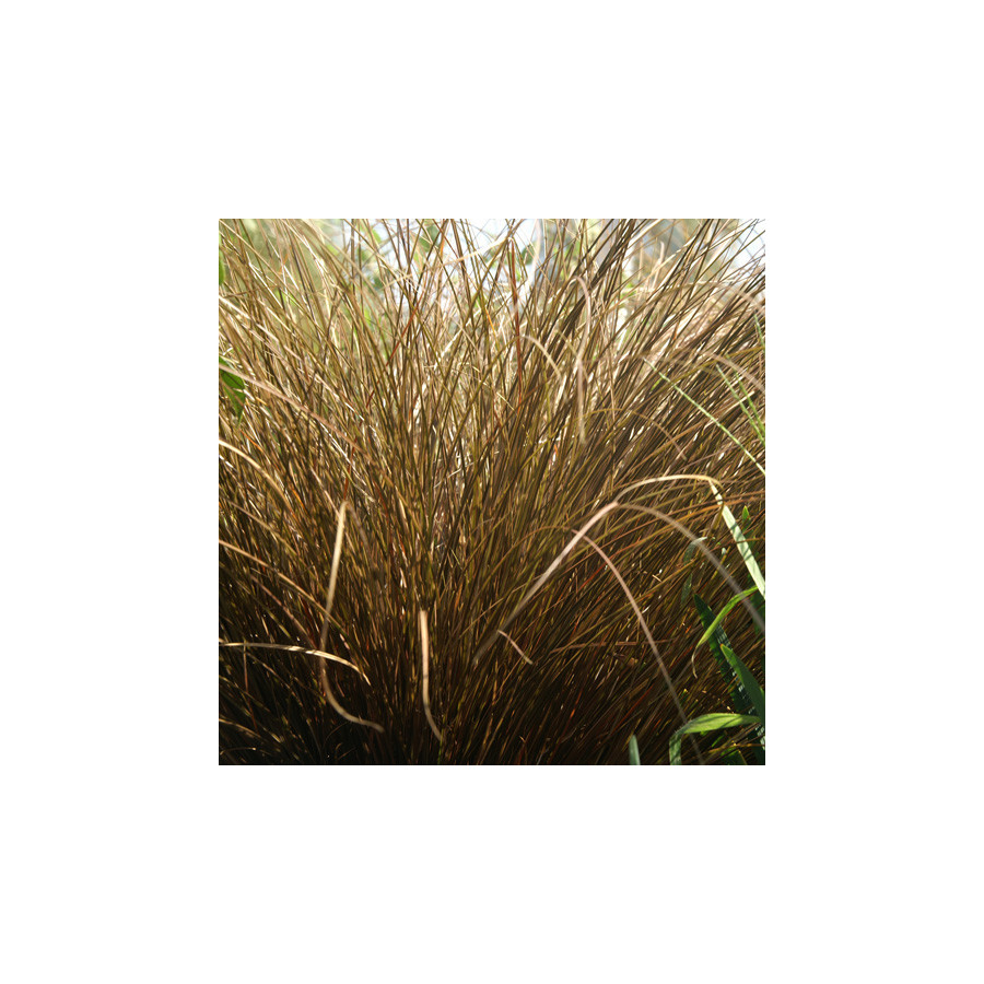 Plantes Vivaces CAREX comans 'Milk Chocolate' - Laîche en vente - Pépinière Lepage .