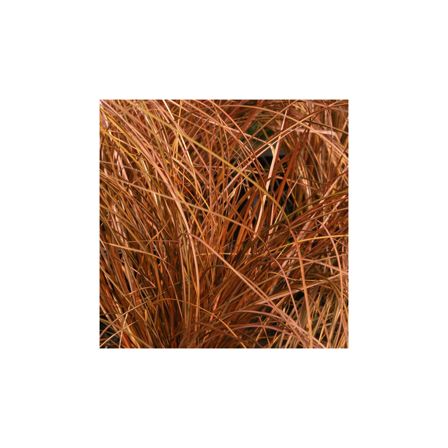 Plantes Vivaces CAREX comans 'Milk Chocolate' - Laîche en vente - Pépinière Lepage .