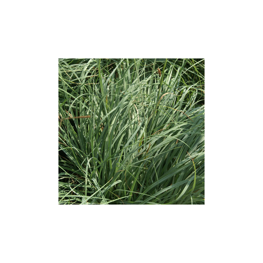Plantes Vivaces CAREX flacca 'Blue Zinger' - Laîche en vente - Pépinière Lepage .
