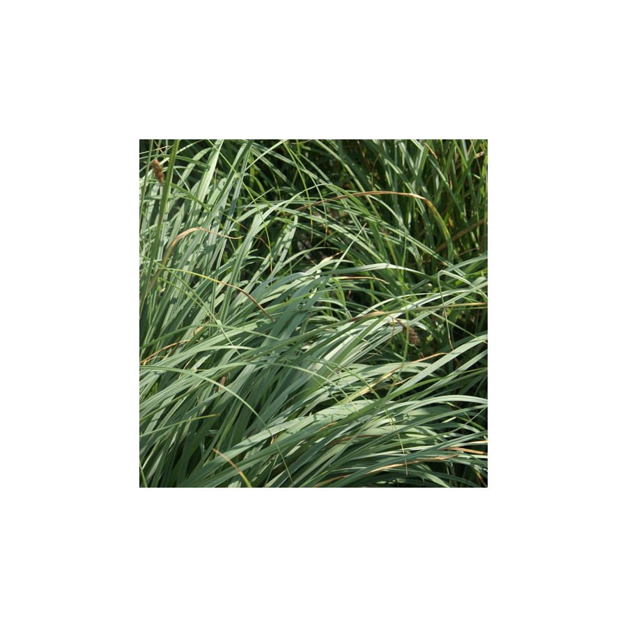 Plantes Vivaces CAREX flacca 'Blue Zinger' - Laîche en vente - Pépinière Lepage .