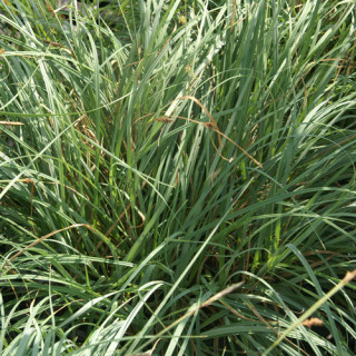 Plantes Vivaces CAREX flacca 'Blue Zinger' - Laîche en vente - Pépinière Lepage .