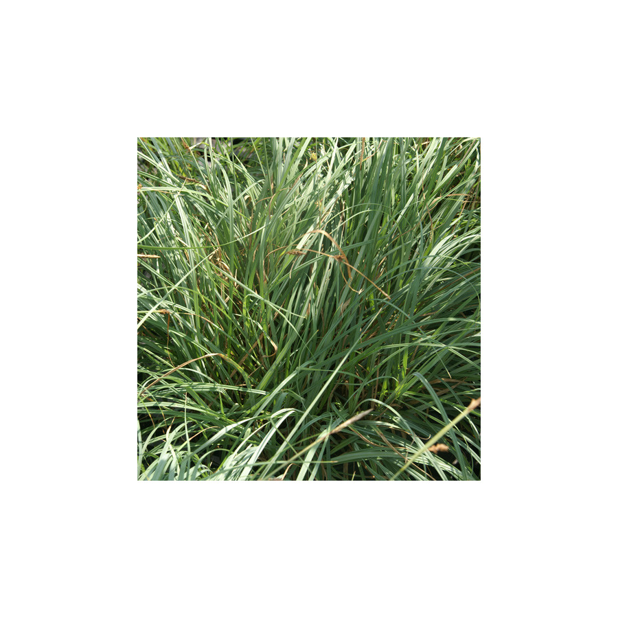 Plantes Vivaces CAREX flacca 'Blue Zinger' - Laîche en vente - Pépinière Lepage .